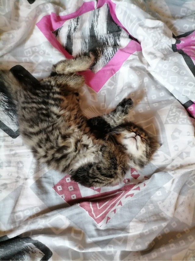Приютился у нас котейка