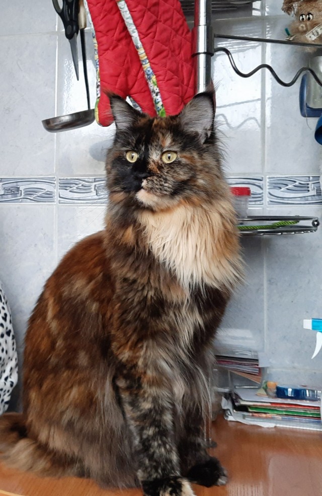 Кот Мейн-кун: царь домашних кошек!