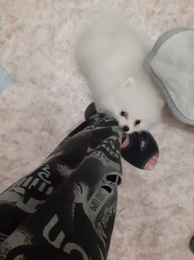 Котовторнику посвящается
