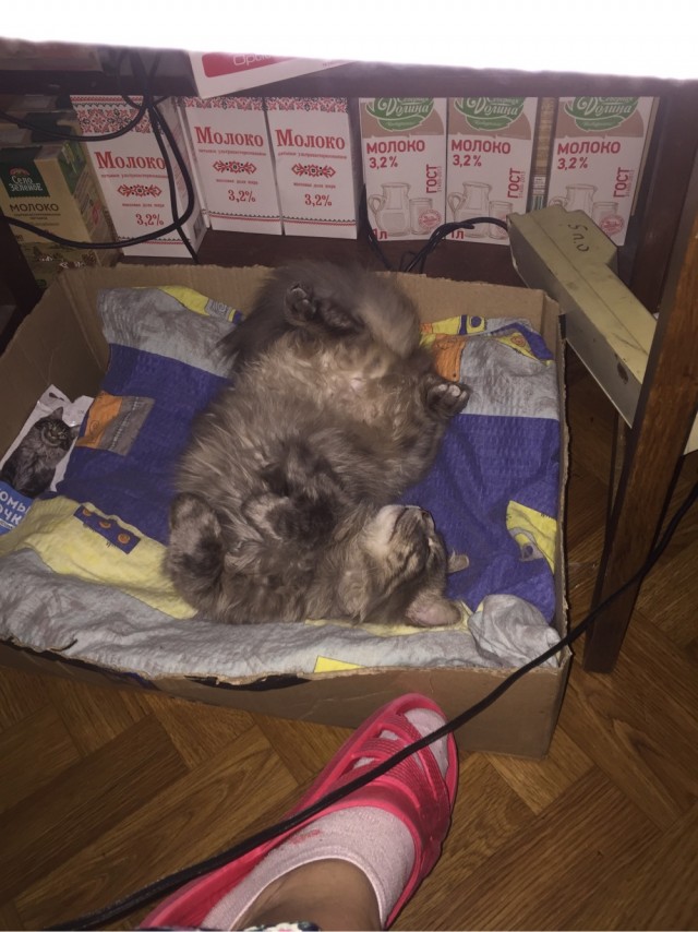 Кошатник практически два года