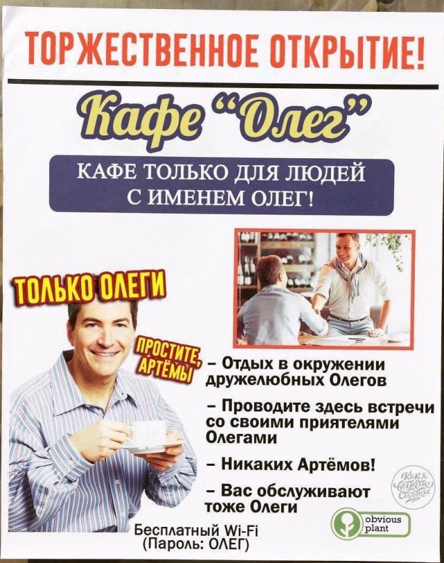 Чайка-попрошайка по имени Олег