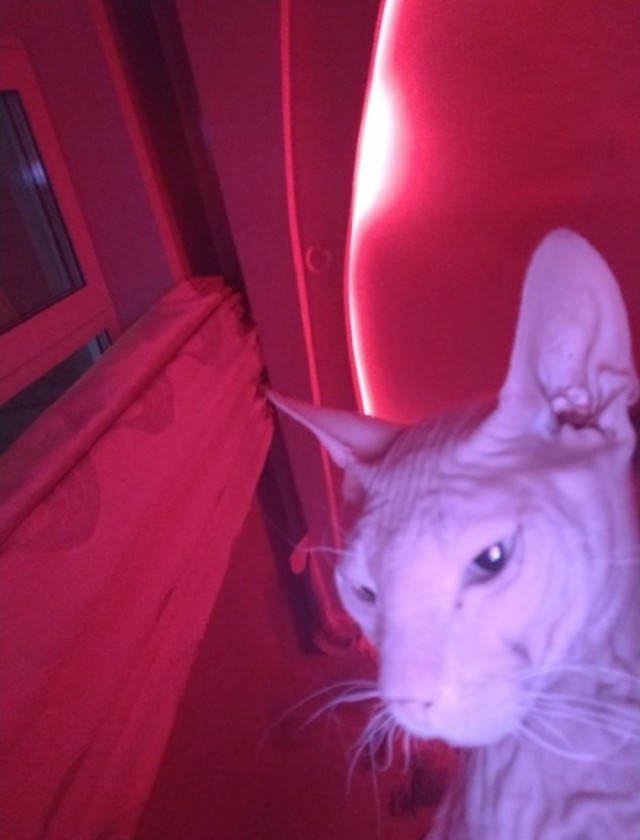 Котовторник 1.11.22