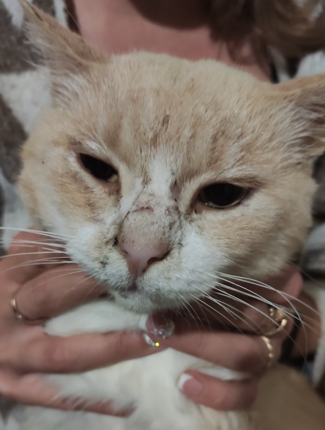 К котовторнику