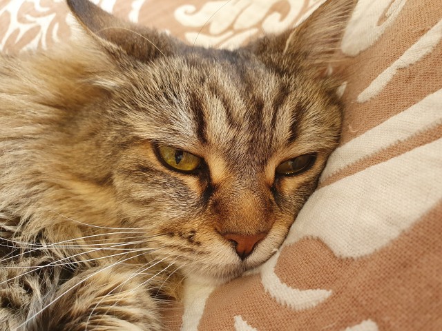 Не прошёл мимо котёнка