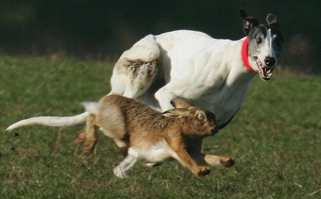 Грейхаунд: Эта собака способна обогнать породистых скакунов, разгоняясь до 67 км/ч. Как псу удается так быстро бегать?