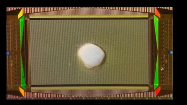 Учёные вырастили крошечный человеческий мозг с подключением к ПК — он научился решать уравнения и различать людей по голосу