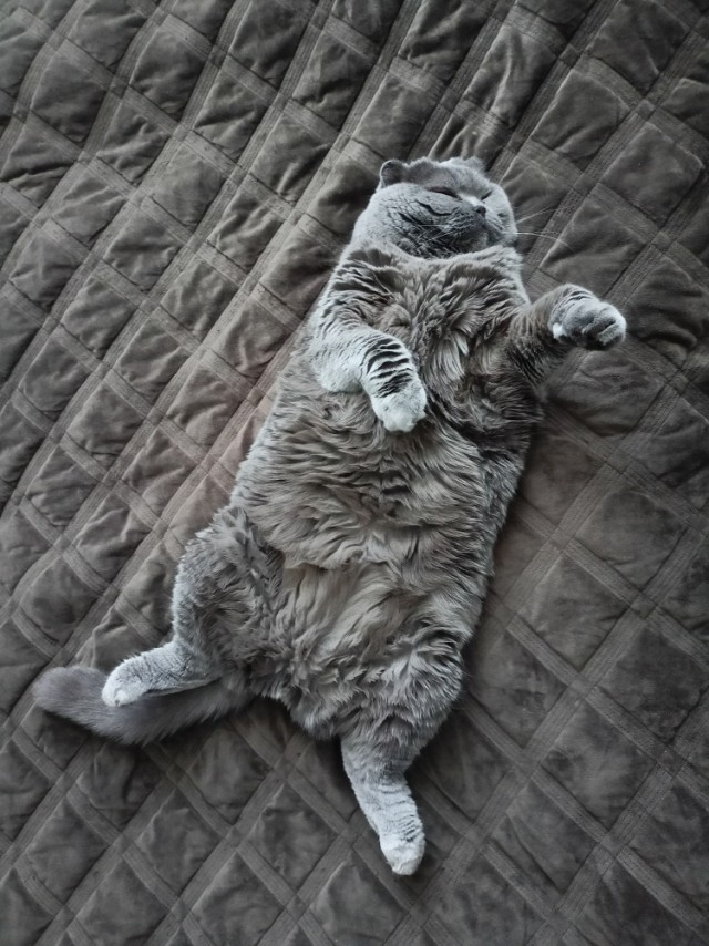 Толстые коты