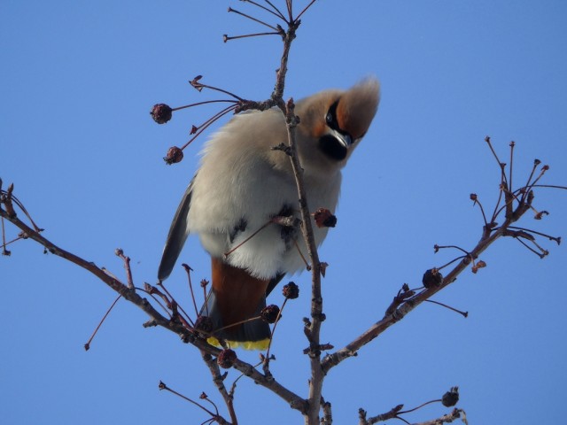 Свиристели, свиристели... пообедать прилетели!