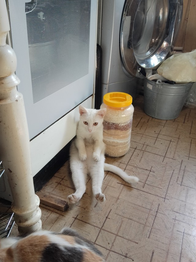 А у нас лапки