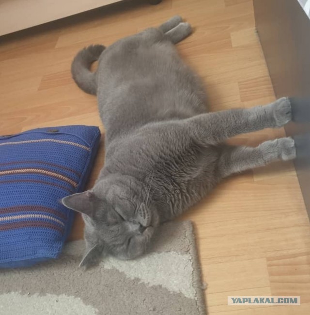 А в какой позе у вас спят кошки?