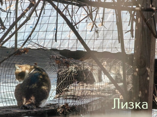 Жизнь домашнего приюта "Котоленд" 435