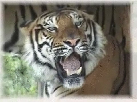 Сразу восемь тигрят появились в барнаульском зоопарке в один день