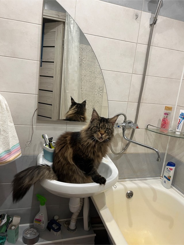 Мэйн-кун!  Котовторнику посвещается!