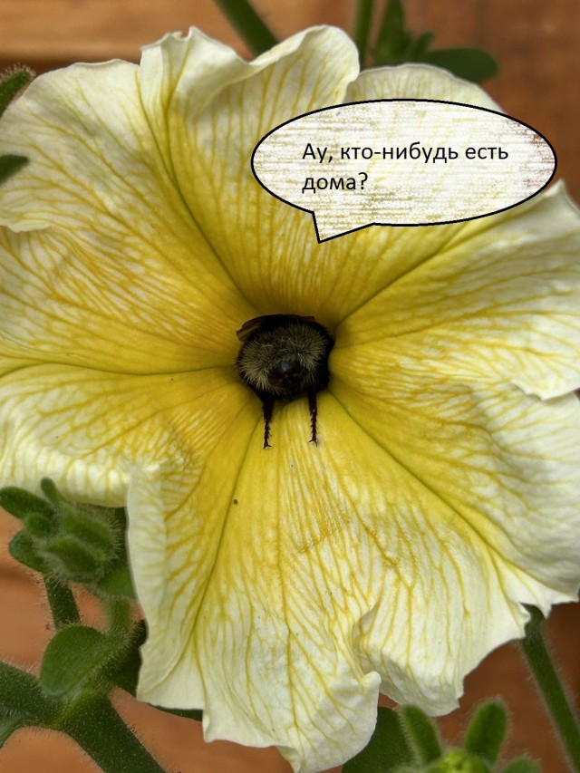 Сколько-то картинок