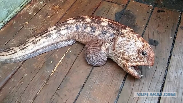 Она как ПРЫГНЕТ (с)