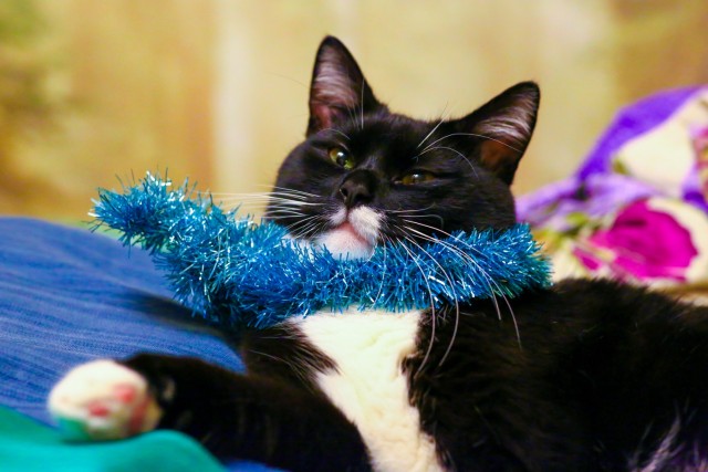 Котовторник 31.12.2024. Последний котовторник года