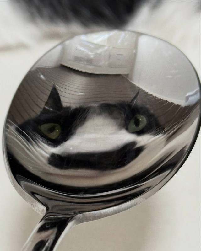 Кошка не гнётся