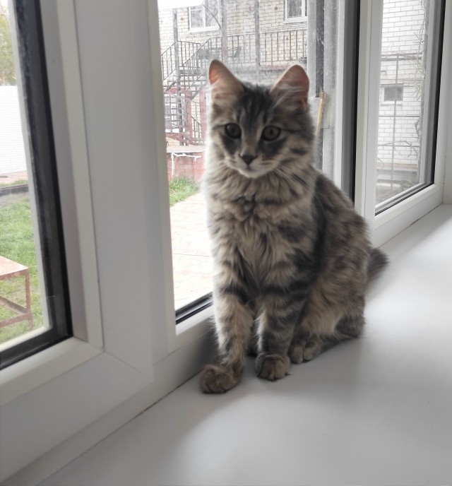 Коты, которые смирились со своей участью