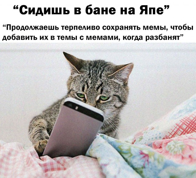 Продолжал терпеливо сохранять мемы