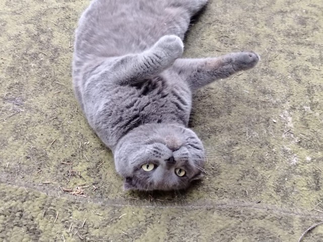 Помогите назвать кота.