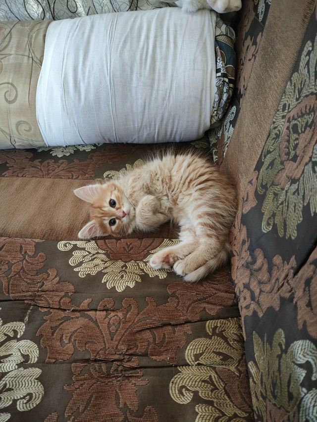 Хоть и не котовторник,но все же...