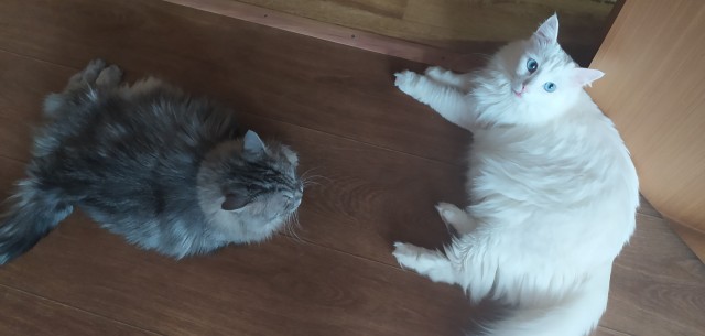 Котовторник