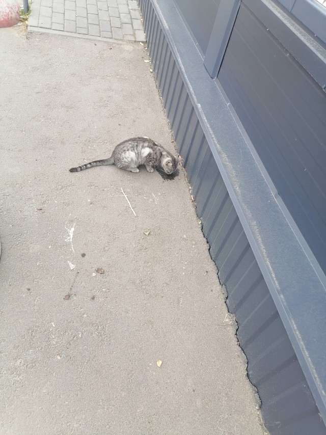 Возьмите котёнка пожалуйста г.Москва