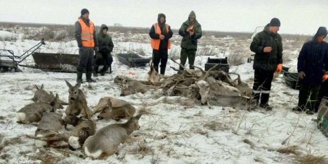 В Новосибирской области спасли три сотни косуль, которые оказались в ловушке на льду замерзшего озера