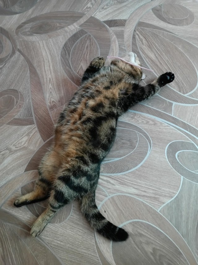 Мой кот