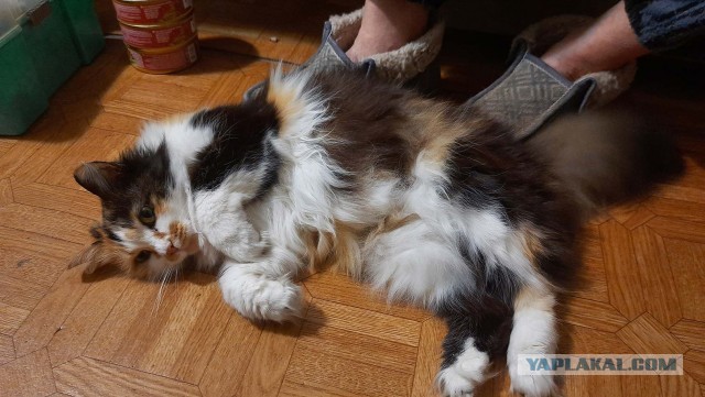 Зачем такая скотинушка