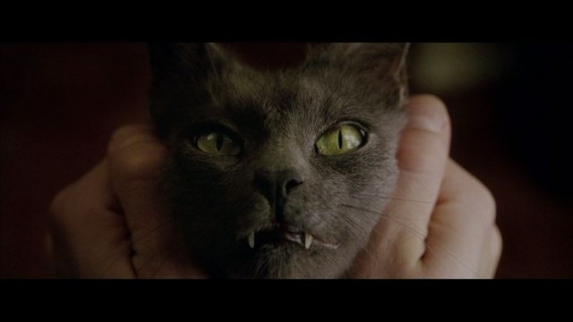 Кайфарик, Наполеон и Котикоша вошли в число необычных кличек для кошек в Москве