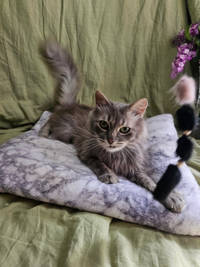 Котики в добрые руки