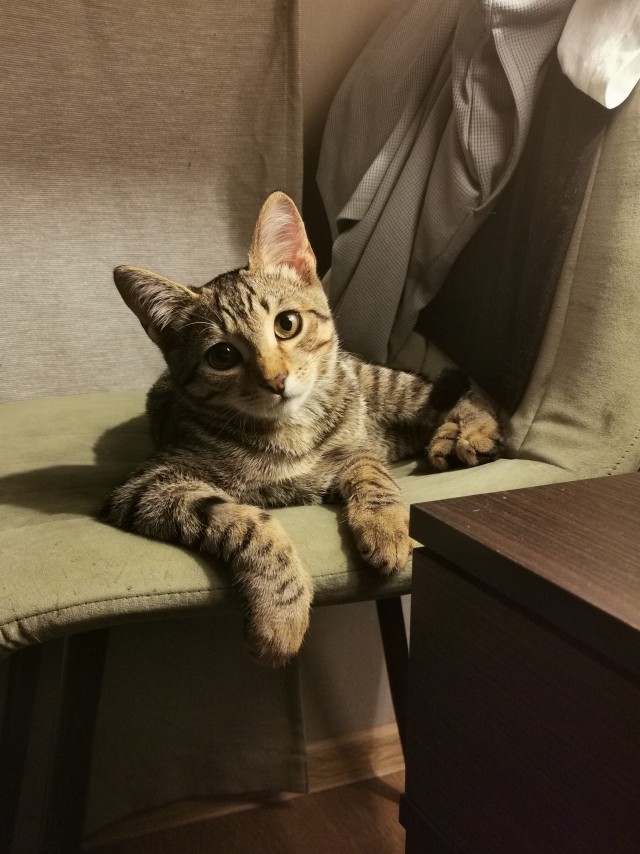 Очередной котовторник