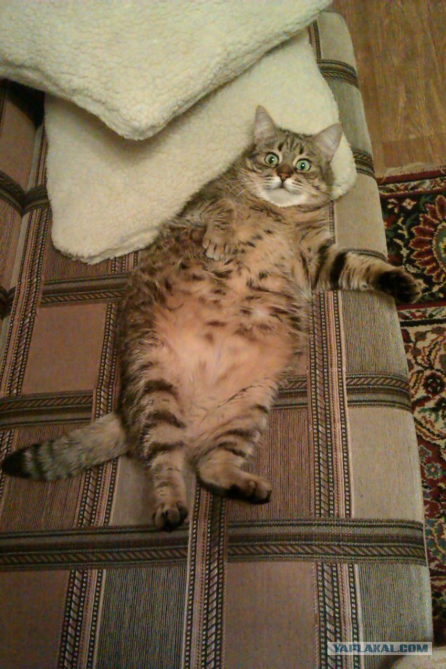 Завидую своему коту