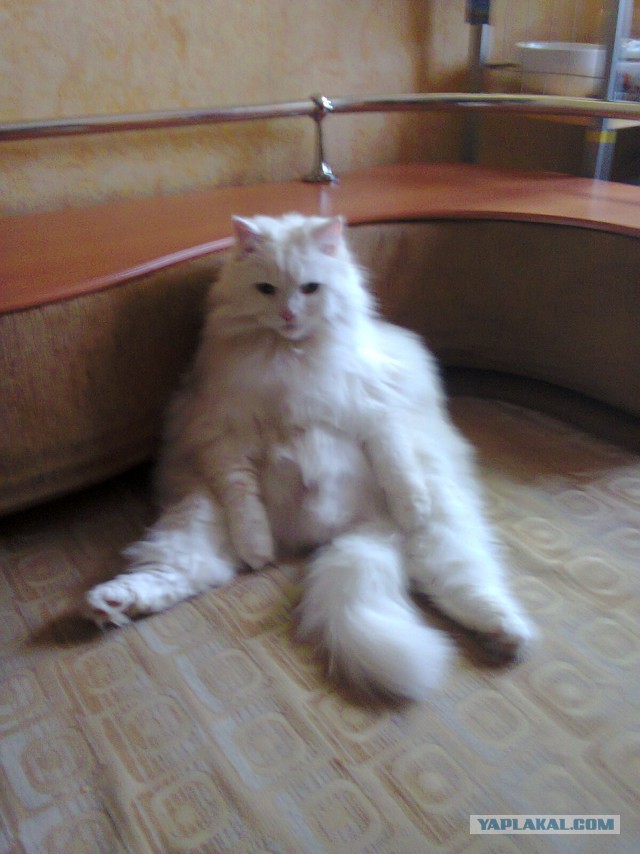 Котовторник  08.04.2014