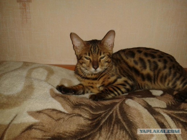 Котовторник 05.08.2014