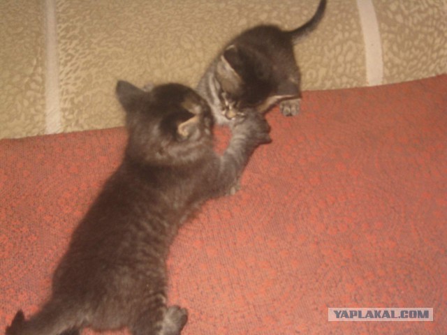 Котовторник 30.09.2014