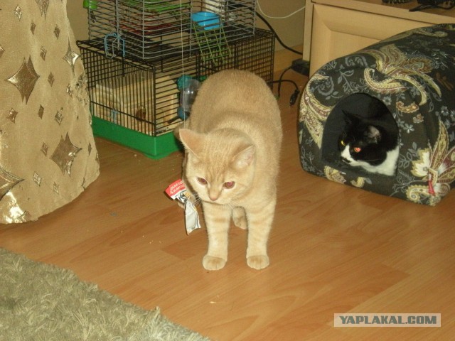 Котовторник 7.10.2014