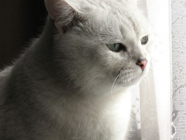 Котовторник 04.11.2014