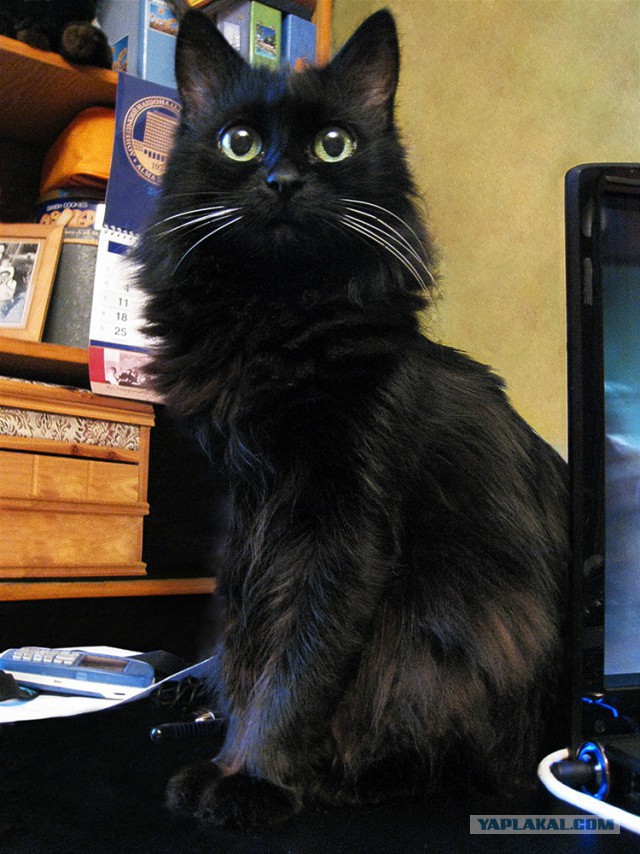 Котовторник 06.01.2015