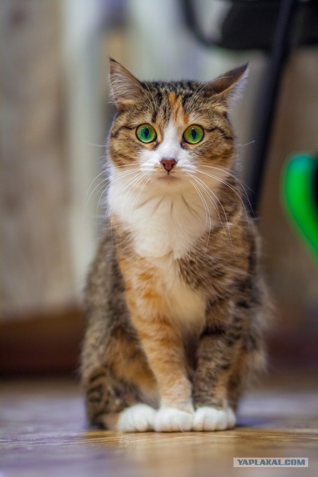 Котовторник