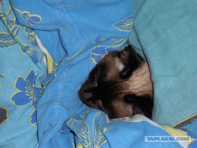 25 кошек, которые спят где угодно