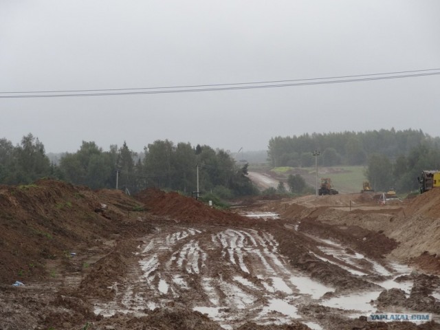 Поиск вырубленной березовой рощи в Плесе