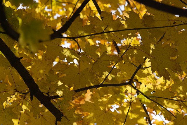 Золотая осень