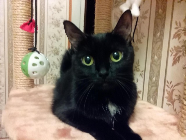 Котовторник 25.08.2015