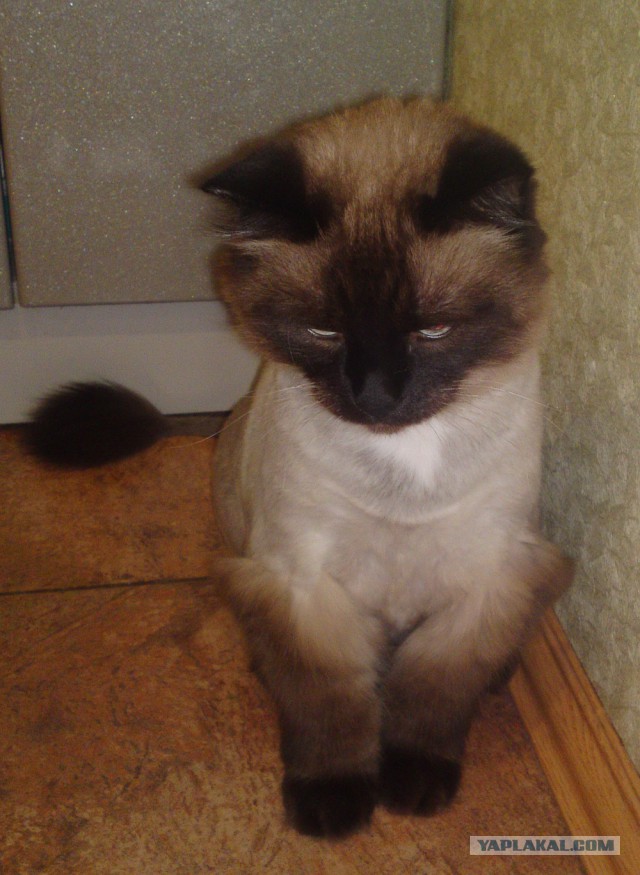 Котовторник 15-09-2015 !