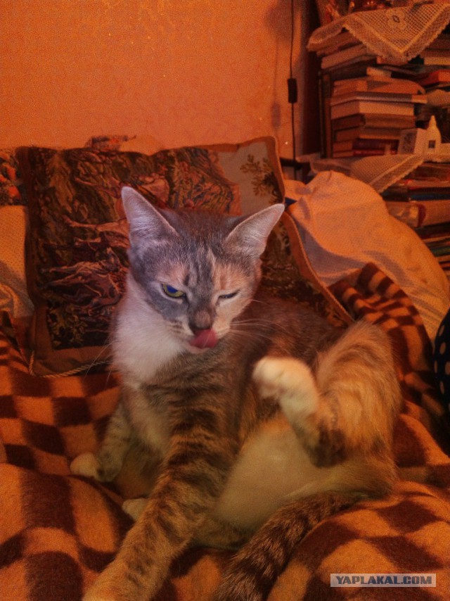 Котовторник 13.10.2015