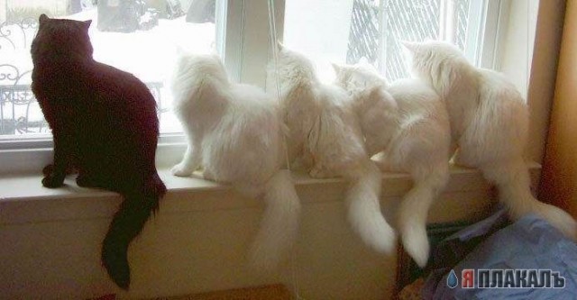 Коты, кошки, котята