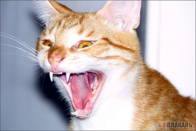 Коты, кошки, котята