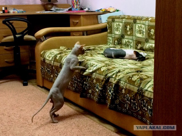 Весело, задорно, я снимаю порно! 18+